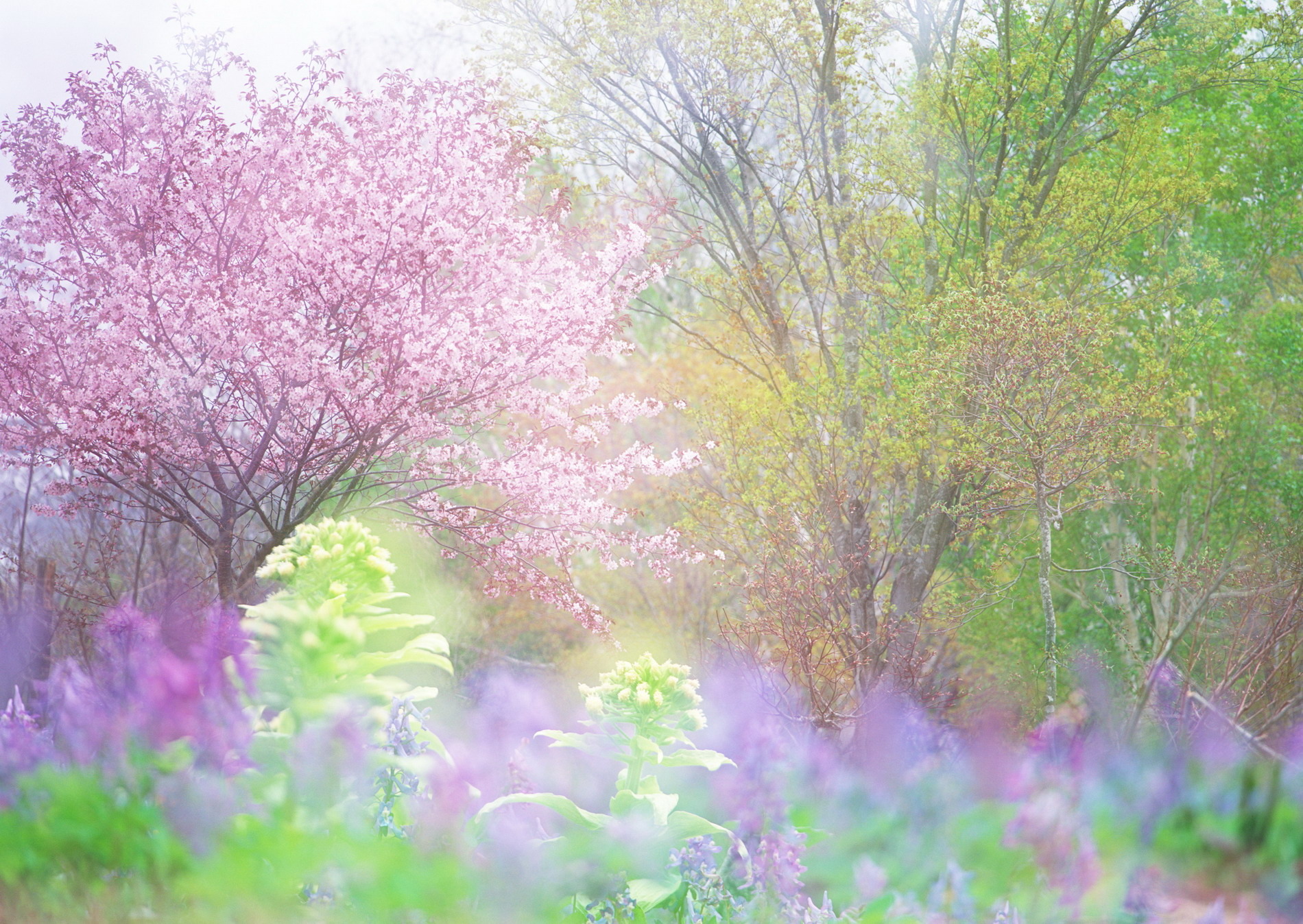 Modular picture - Breath of Spring. PSD для Фотошопа скачать быстро.