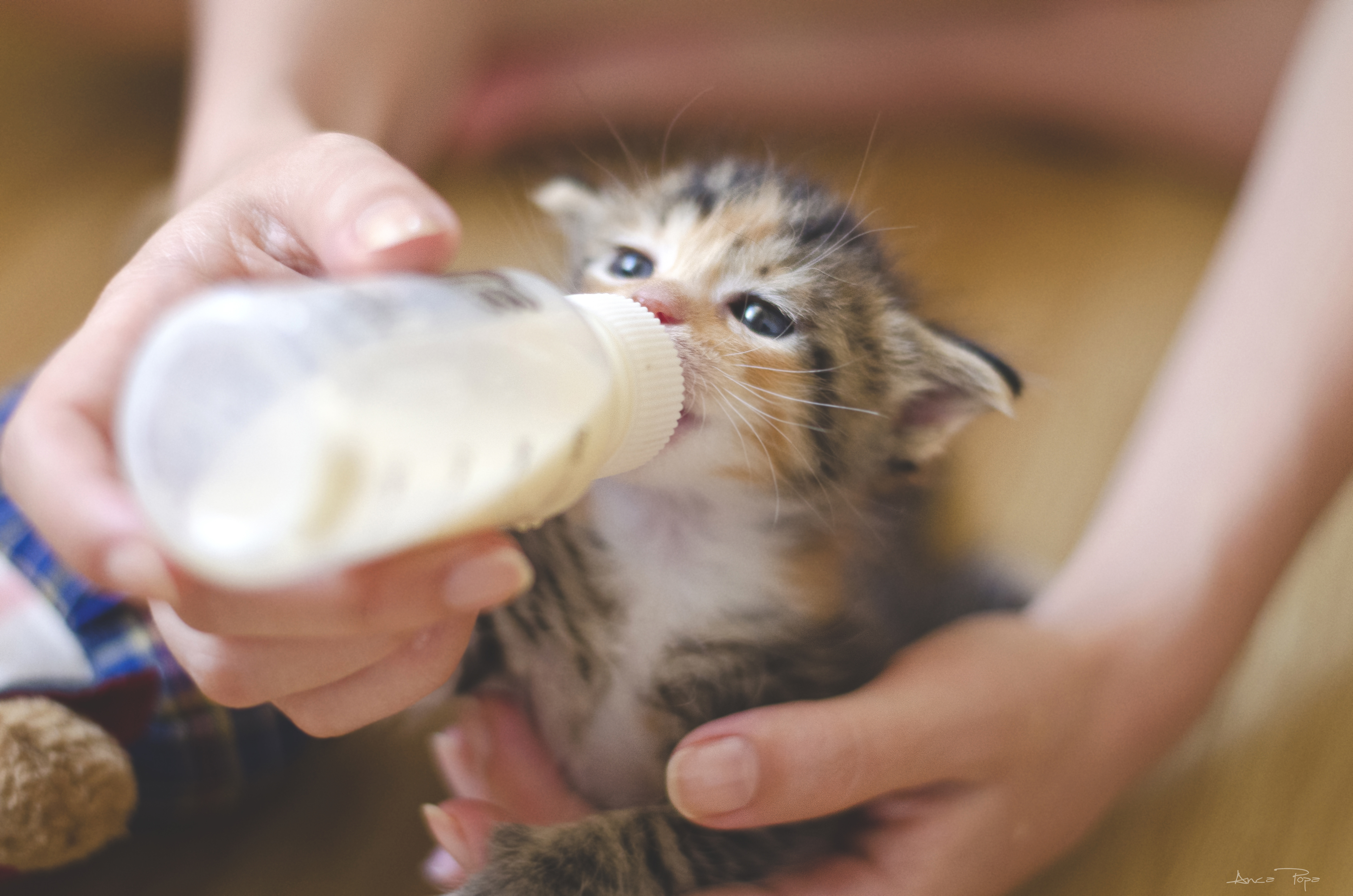 Sweet kitten takes deepthroat daddys milk