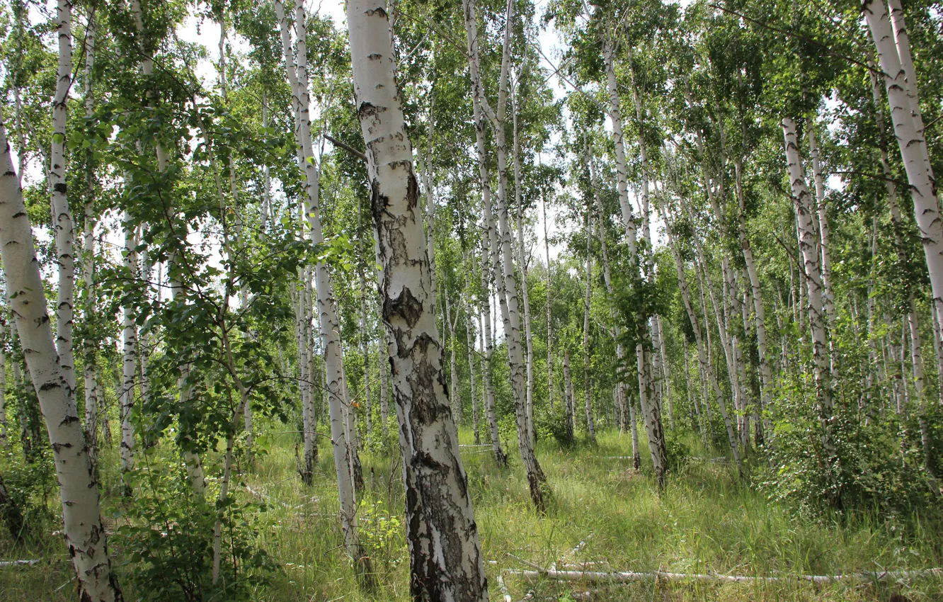 18летняя телка показывает натуральные дойки около упавшего дерева