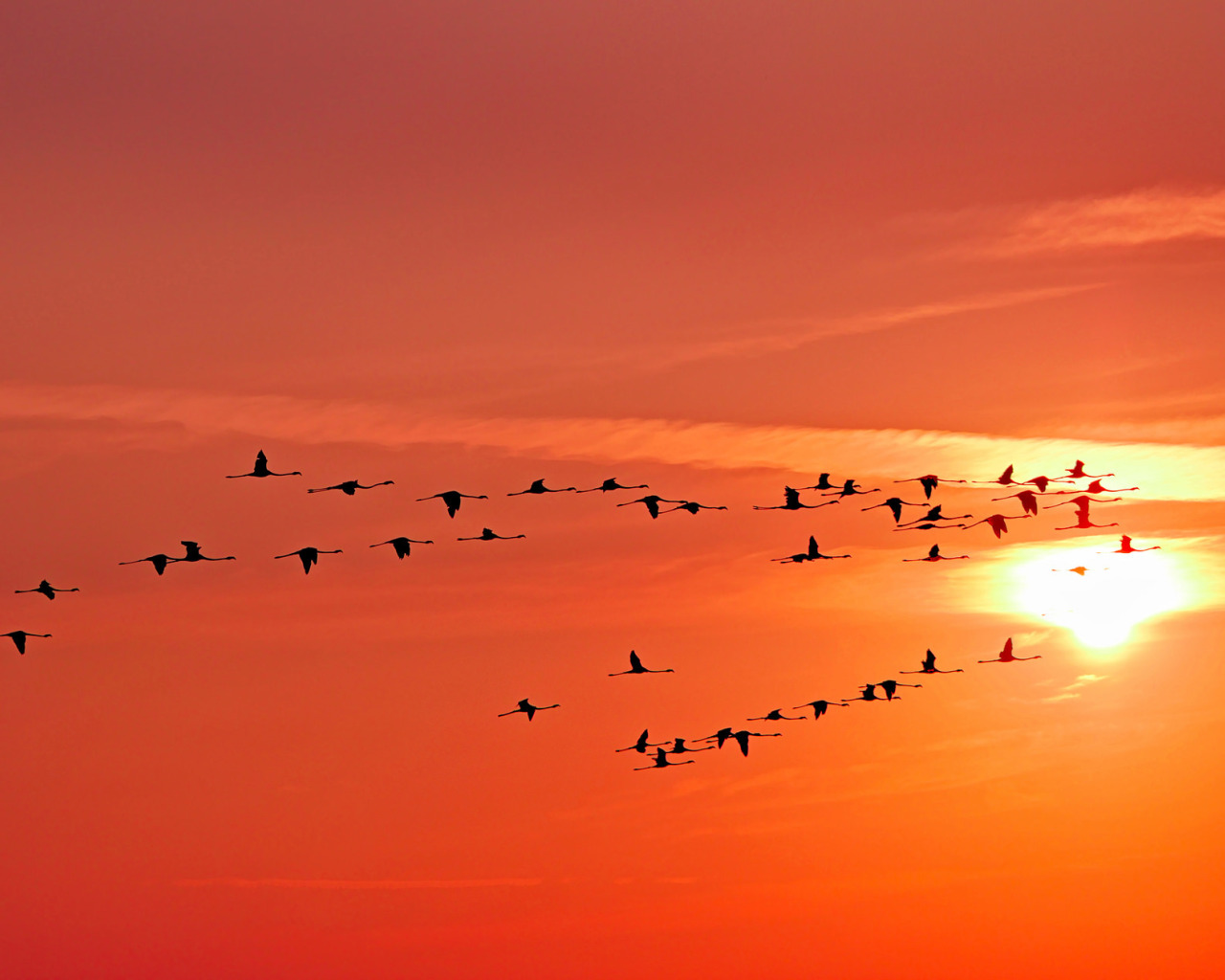 the sky, the sun, clouds, sunset, birds, cranes. 