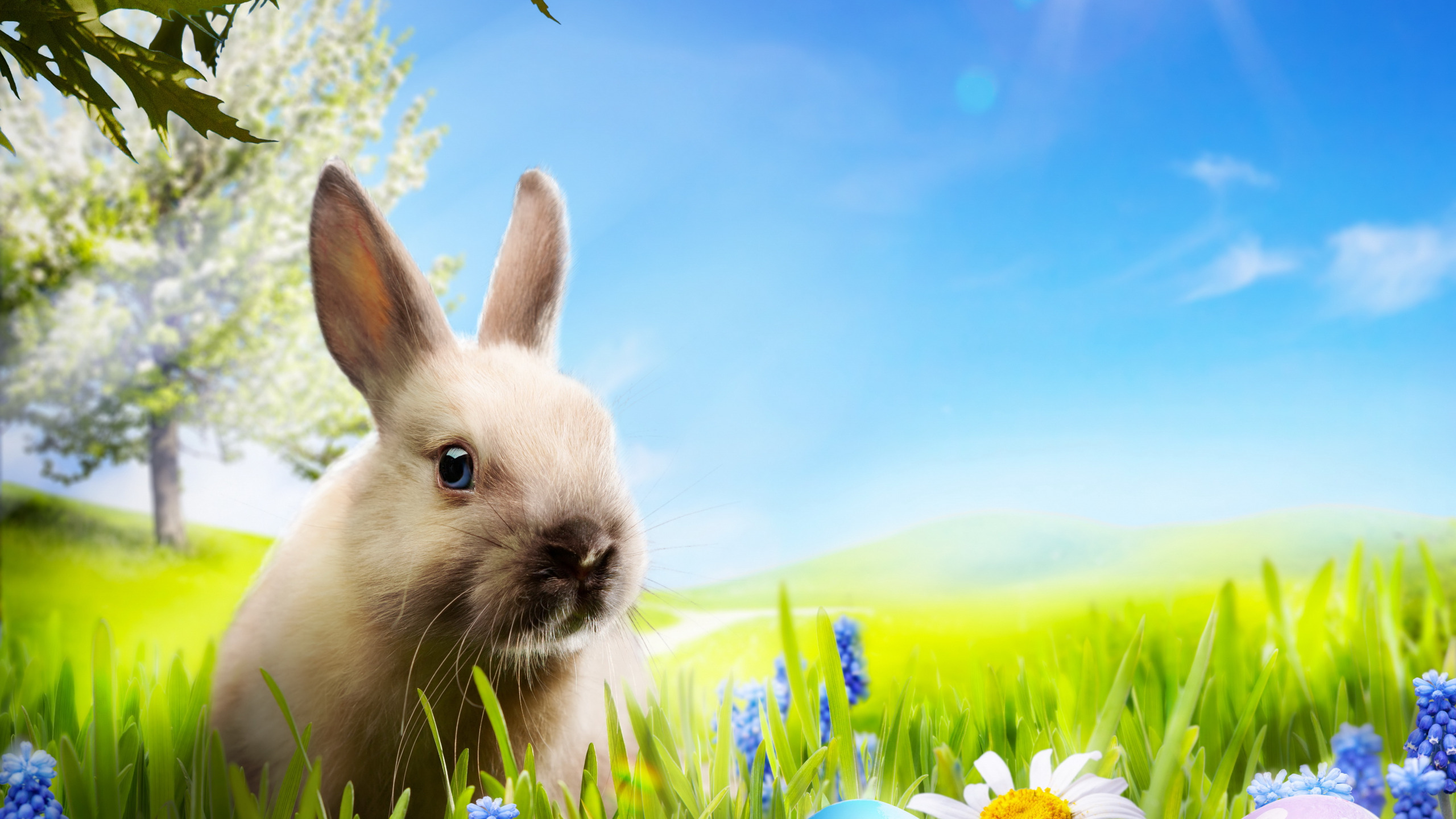 Download wallpaper grass, flowers, chamomile, eggs, spring, rabbit, meadow,  Easter, grass, sunshine, rabbit, flowers, spring, Easter, eggs, easter,  section holidays in resolution 2560x1440