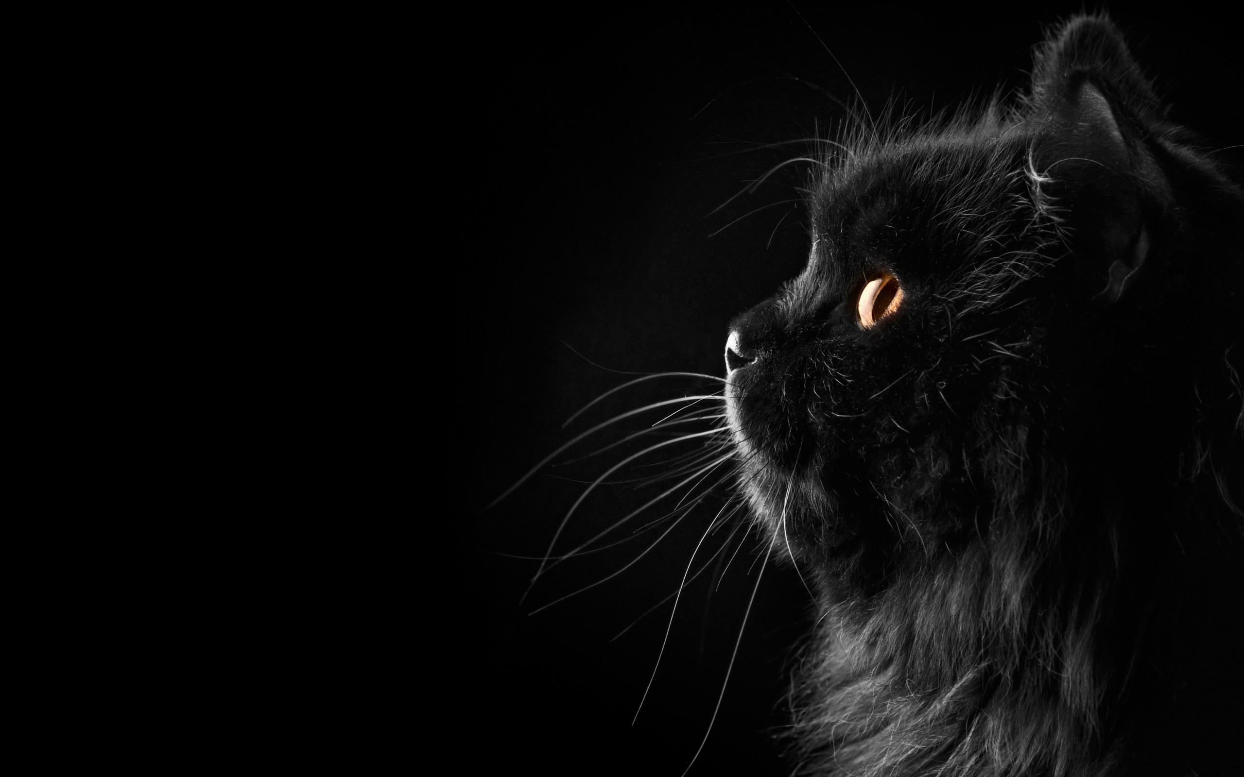 Download wallpaper Cat, Black background, Background, Black, Cat, Fon,  Silhouette, section cats in resolution 2560x1600