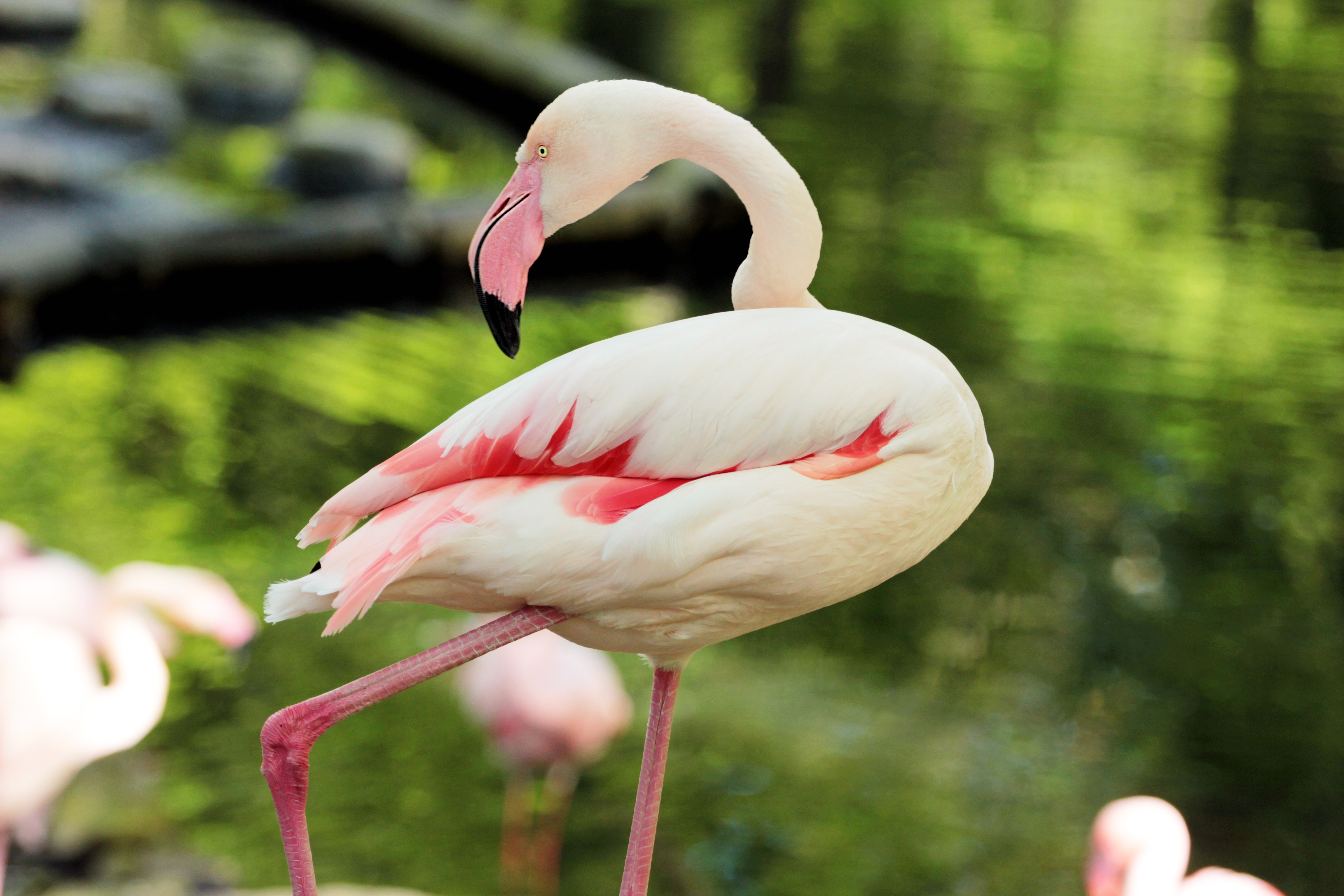 Greg Kihn Band Big Pink Flamingos