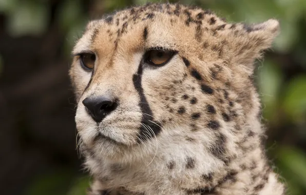 Picture mustache, look, face, predator, Cheetah