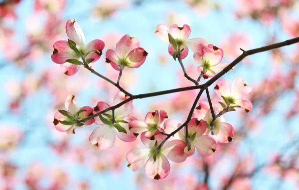 Picture the sky, flowers, branch, spring, petals, garden