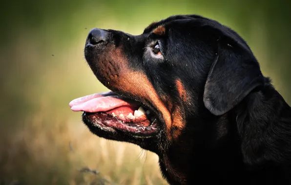 Picture grass, nature, animal, dog, head, dog, Rottweiler