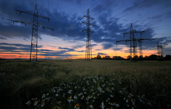 Picture field, summer, the sky, grass, clouds, trees, sunset, flowers, chamomile, the evening, Glade, power lines