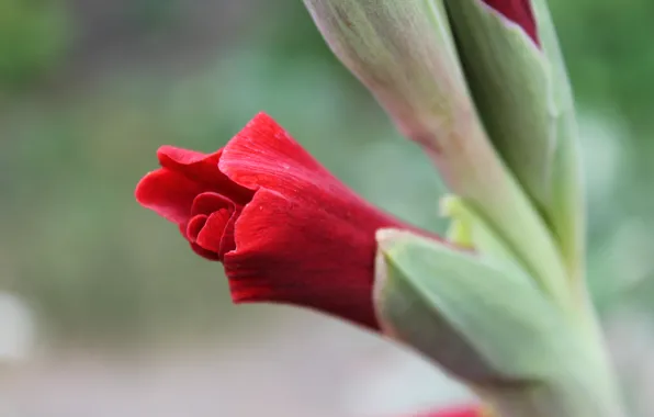 Picture greens, flower, macro, flowers, red, tenderness, plant, beauty, plants, Bud, gladiolus, gladiolus