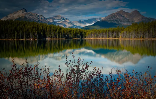 Picture forest, mountains, lake, reflection, Canada, the bushes