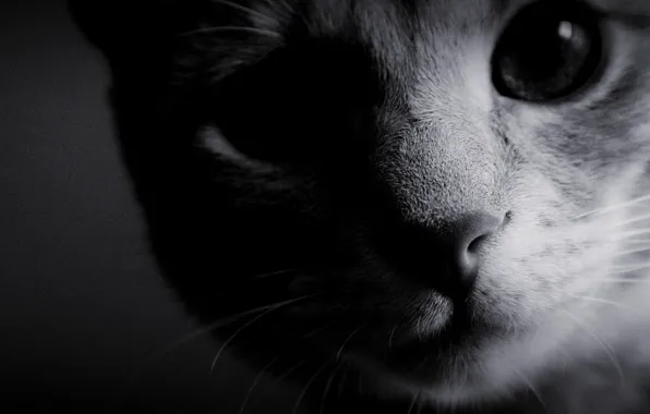 Picture cat, eyes, photo, background, Wallpaper, black and white, wool, nose, muzzle