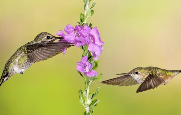 Picture flower, flight, bird, wings, Hummingbird