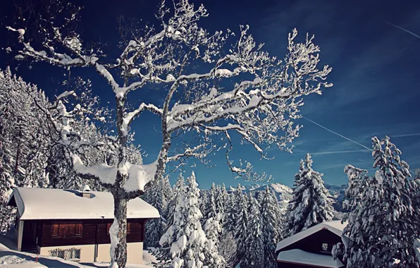 Picture winter, snow, trees, nature, Switzerland, ate, houses, Switzerland