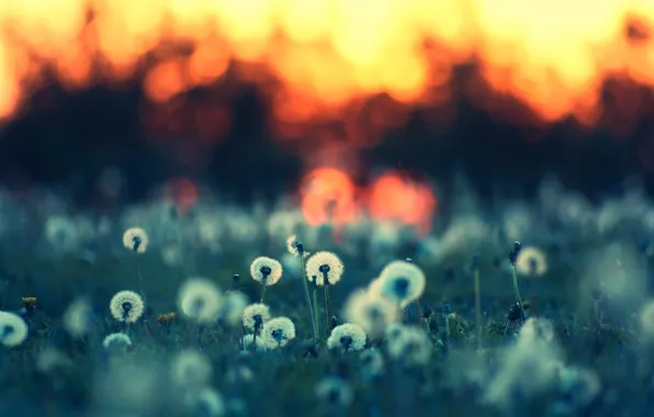 Picture summer, nature, background, Wallpaper, glade, plants, the evening, grass, dandelions
