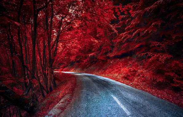Picture road, forest, color