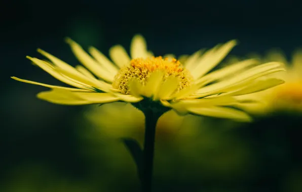 Picture flower, yellow, petals