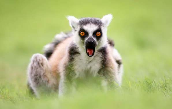 Picture fright, surprise, A ring-tailed lemur, Katta