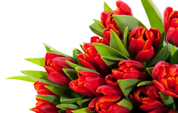 Picture leaves, flowers, stems, bright, beauty, petals, tulips, red, red, flowers, beauty, petals, bouquet, bright, Tulips