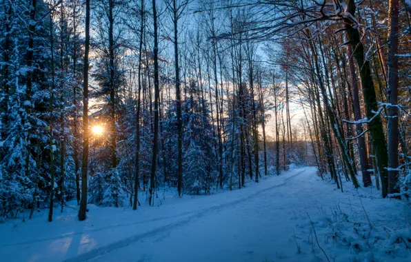 Picture winter, forest, the sun, rays, snow, trees, sunset, traces, Park, the evening, track, path