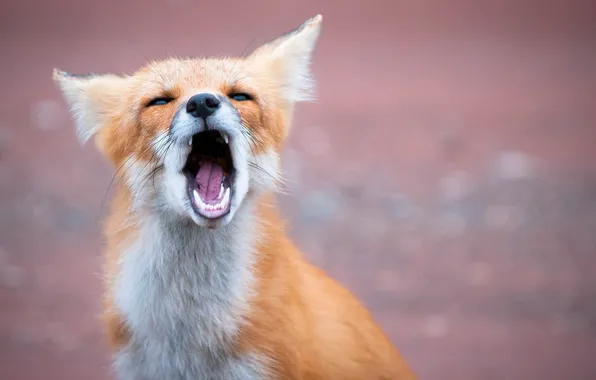 Picture face, mouth, Fox, red, Fox