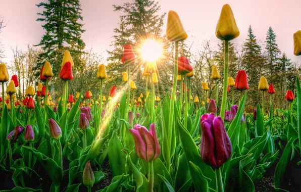 Picture the sky, the sun, rays, trees, sunset, flowers, tulips