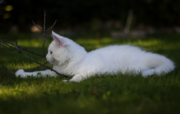 Picture white, grass, cat, the game