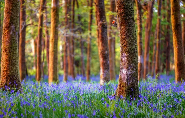 Picture forest, trees, landscape, flowers, nature, England, bells