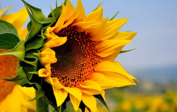 Picture field, flower, summer, yellow, nature, sunflower