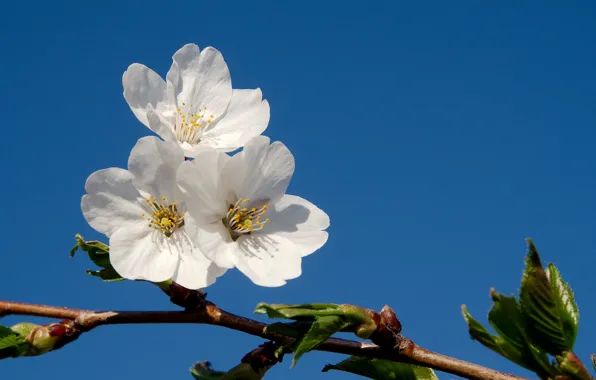 Picture the sky, tree, blue, branch, spring, flowers, fruit