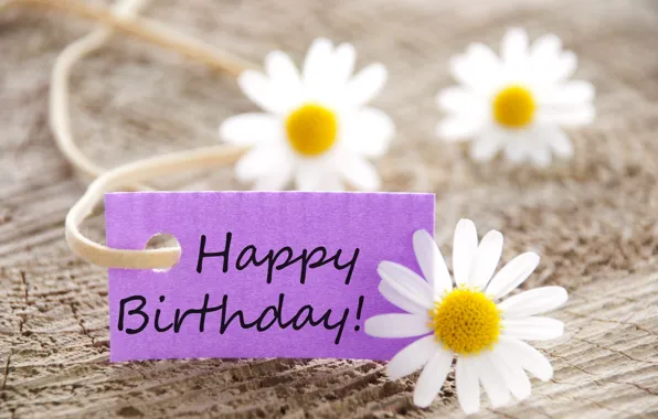 Picture flowers, chamomile, flowers, Happy, Birthday