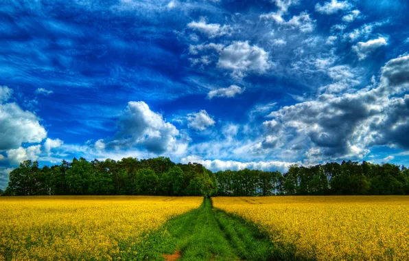 Picture road, field, forest