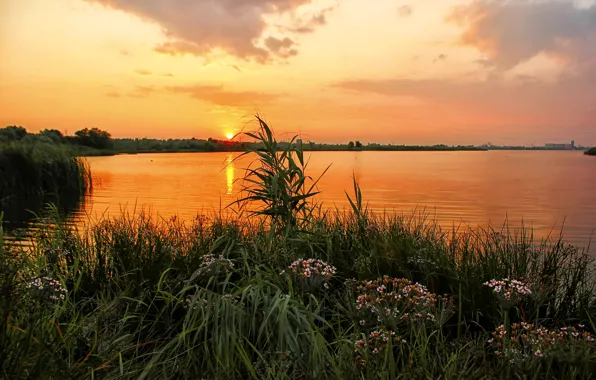 Picture grass, sunset, flowers, river, shore, Russia, Ural