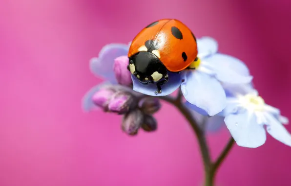 Picture flower, macro, background, pink, ladybug, insect