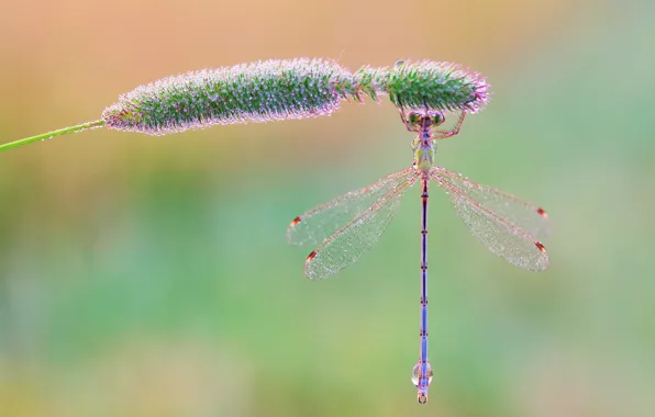 Picture grass, drops, macro, Rosa, background, dragonfly, morning