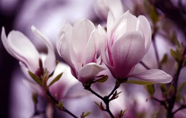Picture flowers, sprig, petals, flowering, Magnolia