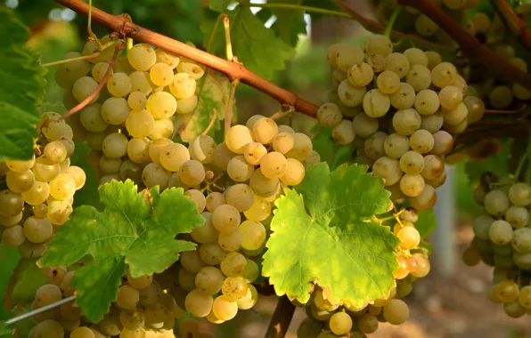 Picture white, leaves, grapes, bunches, vine