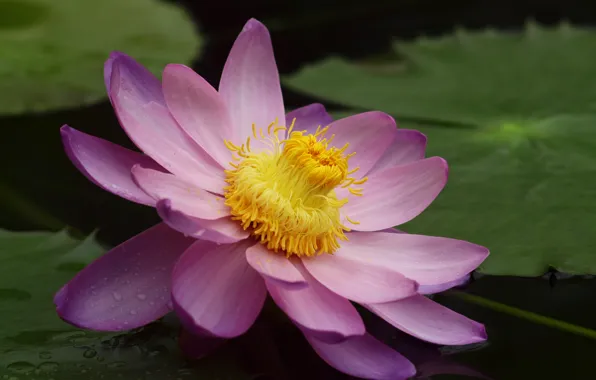Picture flower, leaves, pond, pink, Lotus, Lily, water Lily, large