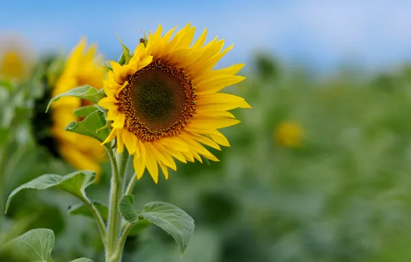 Picture field, sunflowers, flowers, macro nature
