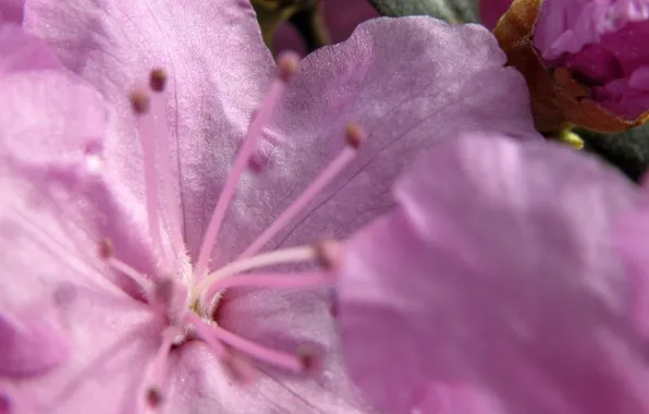 Picture flower, macro, pink, gentle