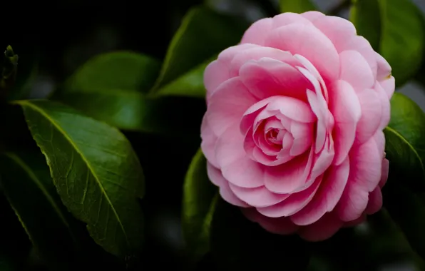 Picture flower, macro, pink, petals, Camellia
