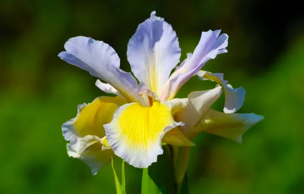 Picture macro, petals, iris, iris