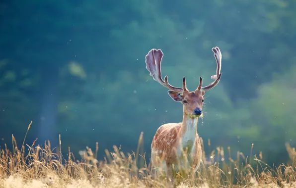 Wallpaper grass, deer, horns images for desktop, section животные - download