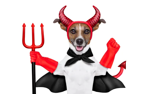 Picture humor, Trident, tail, outfit, red, white background, horns, gloves, the devil, Cape, Jack Russell Terrier