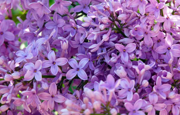 Picture purple, green, spring, purple, lilac