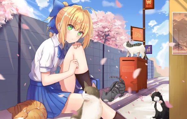 Picture cats, anime, Sakura, art, Fate/stay night, Saber