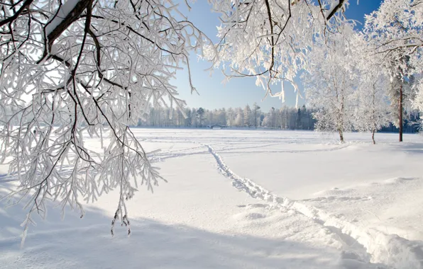 Picture ice, winter, landscape, nature, ice, landscape, nature, winter, weeping tree, weeping trees