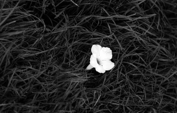 Picture white, Flower, black