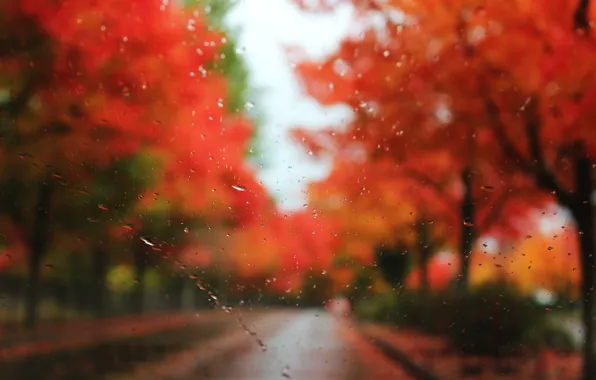 Picture road, autumn, glass, drops, trees, rain, blur