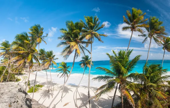 Picture sand, sea, beach, the sun, tropics, palm trees, the ocean, shore, island, summer, beach, sea, …