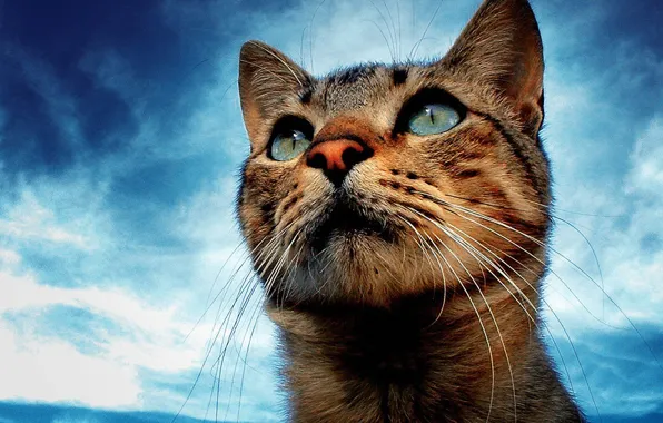 Picture the sky, eyes, dream, cat, mustache, look