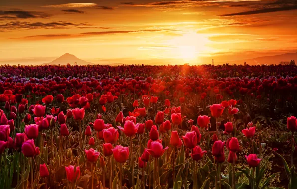 Picture field, the sky, the sun, clouds, rays, sunset, flowers, mountain, meadow, tulips